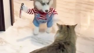 fanny cute cat