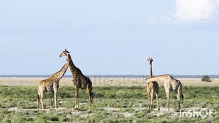 Animals