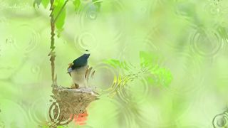موسيقى هادئه مع الطبيعه Calm music with nature