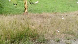 Alam hijau musim penghujan
