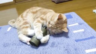 Cat Grenade Explosion Meme [BETTER QUALITY]