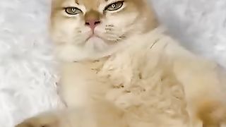 Cat sweet revenge