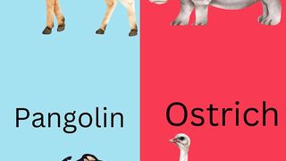 The word and its opposite