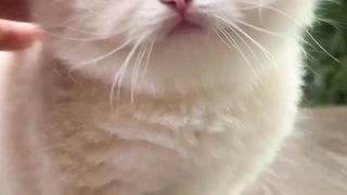 Most beautiful kitten