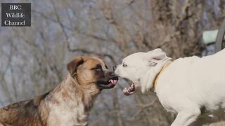 When dogs fight