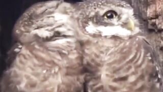 Owl couple affection expression