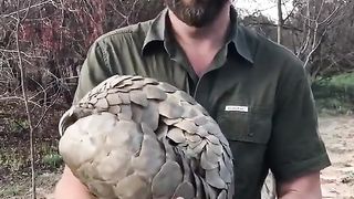 Camera shy African Pangolin