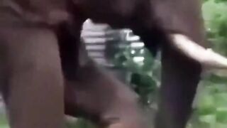 Elephant uses a stick to clean between his toes