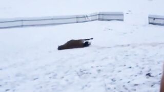 Happy horse playing in the snow.
