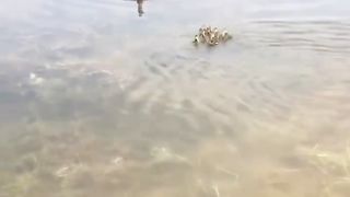 Mother duck adopts ducklings