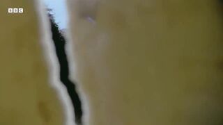 Raising Ostrich Chicks ｜ Natural World： Wild Mothers and Babies ｜ BBC Earth