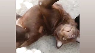 MY REDDOG