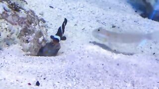 Even fish have nightmare neighbours