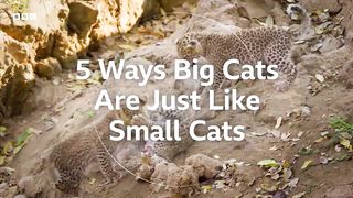 5 Ways Big Cats Are Just Like Small Cats ｜ Planet Earth III ｜ BBC Earth