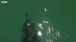 Mother Dolphin Talking to Unborn Child ｜ Puck's Story Part 2 ｜ Dolphins of Shark Bay