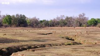 Impala Miraculously Escapes Jaws Of Leopard ｜ 4KUHD ｜ The Hunt ｜ BBC Earth