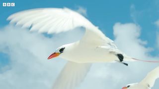 The World's Oldest Known Bird ｜ Earth's Tropical Islands ｜ BBC Earth