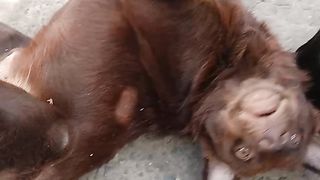 R Re d dog