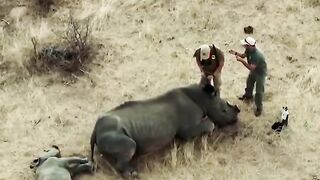 White Rhino calf chases conservation vets away after waking up and thinking they were hurting her