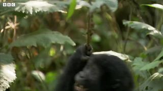 Young Silverback Tries to Prove His Strength ｜ Growing Up Wild ｜ BBC Earth