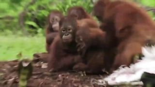 A rubber cobra is being used to teach orangutan orphans to fear snakes in the wild