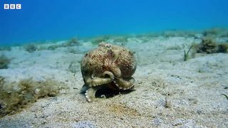 The Octopus with Nine Brains ｜ Spy In The Ocean ｜ BBC Earth