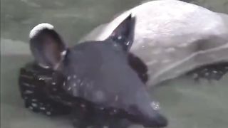 A Baby Tapir