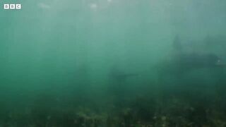Heavily Pregnant Dolphin Can't Hunt ｜ Puck's Story Part 1 ｜ Dolphins of Shark Bay