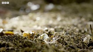 A Chameleons' Race Against Time ｜ Earth's Tropical Islands ｜ BBC Earth