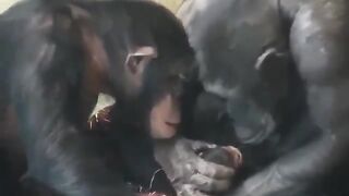 Third time mum, Zombi, gently kissing her new born girl, while big sister, Zuri, watches on.