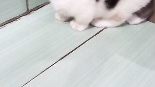 Cute kitten