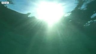 Young Dolphin Plays in the Open Waters ｜ Puck's Story Part 5 ｜ Dolphins of Shark Bay ｜ BBC Earth