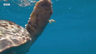 Hitchhiking Crab Finds Love ｜ Planet Earth III ｜ BBC Earth