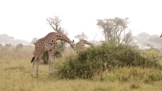 Wild Giraffe Relocated To New Home ｜ Saving Giraffes part 3 ｜ Africa's Gentle Giants ｜ BBC Earth