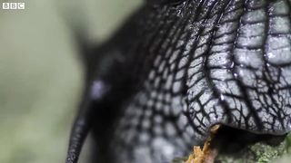Slow down with Snails and Slugs ｜ Relax With Nature ｜ BBC Earth
