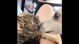 Funniest Animals Videos 2024 Try Not To Laugh Dogs And Cats