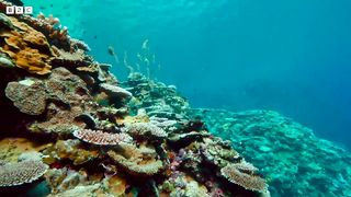 Manta Ray Gets a Spring Clean ｜ 4KUHD ｜ Japan： Earth's Enchanted Islands ｜ BBC Earth