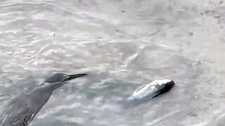 Watch till the end! A fish was dying in shallow water, and a large heron/egret came to save and release that fish into deeper water!