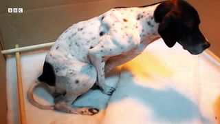 Newborn Puppies Snuggle Up To Mum ｜ Wonderful World of Puppies ｜ BBC Earth
