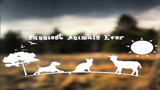 It's To LAUGH When Watching This Video Of The FUNNIEST ANIMALS On Earth 2024