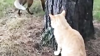 The fox is trying to outwit the cat