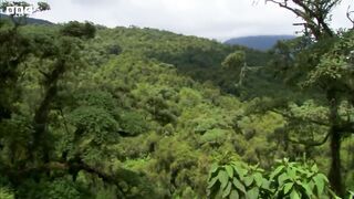 Young Silverback Gorilla Makes Difficult Decision ｜ Growing Up Wild ｜ BBC Earth
