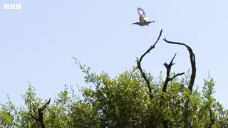 Kingfisher's Epic Dive to Catch Prey ｜ Seasonal Wonderlands ｜ BBC Earth