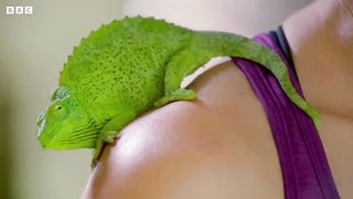 Pet Shop Breakout Sparks Chameleon Invasion ｜ Earth’s Tropical Islands ｜ BBC Earth