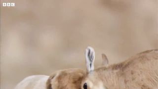 Baby Ibex vs Fox on a Cliff Edge ｜ Growing Up Wild ｜ BBC Earth