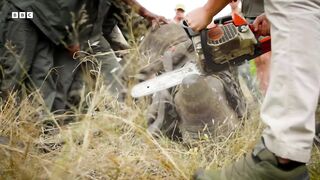 Why Removing a Rhino’s Horn Might Just Save it ｜ Planet Earth III Behind The Scenes ｜ BBC Earth