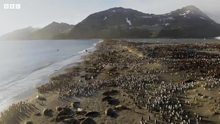 Battle Between Two Bull Elephant Seals ｜ 4K UHD ｜ Seven Worlds One Planet ｜ BBC Earth