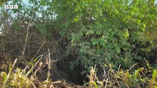Mongooses Give Warthogs a Spa Day ｜ Serengeti III ｜ BBC Earth