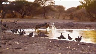 Wild Dogs Battle For Food ｜ Dogs In The Wild： Meet The Family ｜ BBC Earth
