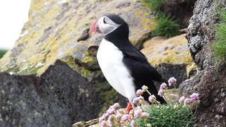 Atlantic Puffin